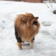 Зимний комбинезон для собак Cody Black, M